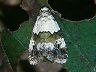 moth-image