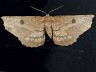 moth-image
