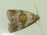 moth-image