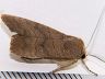 moth-image