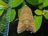 moth-image