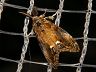 moth-image
