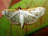 moth-image