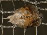moth-image