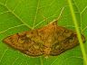moth-image