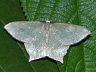 moth-image