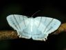 moth-image