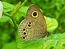 butterfly-image