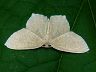 moth-image