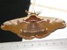 moth-image