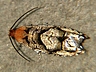 moth-image