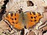 butterfly-image