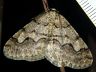 moth-image