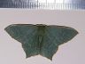 moth-image