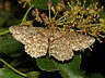 moth-image