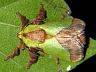 moth-image