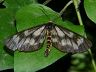 moth-image