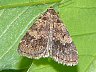 moth-image