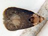 moth-image