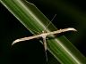 moth-image