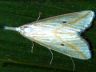moth-image