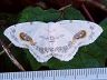 moth-image