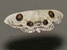 moth-image