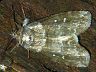 moth-image