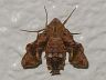 moth-image
