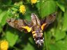 moth-image