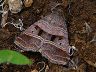 moth-image