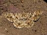 moth-image