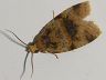 moth-image