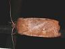 moth-image