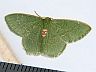 moth-image
