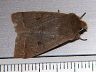 moth-image