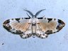 moth-image