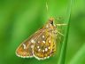 butterfly-image