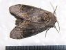 moth-image