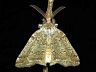 moth-image