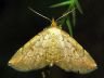 moth-image