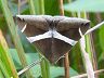 moth-image