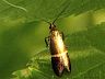 moth-image