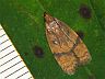 moth-image