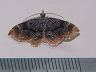 moth-image
