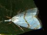 moth-image