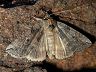 moth-image