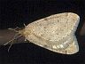 moth-image