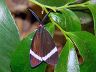 moth-image