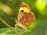 moth-image